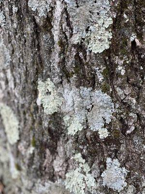 Franklin Mountain Hawkwatch