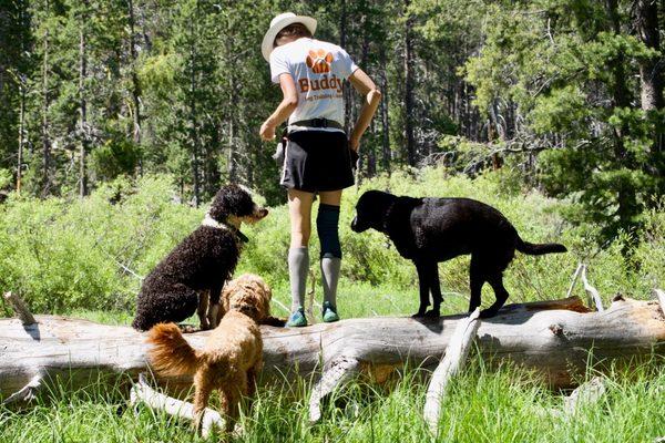 Buddy Dog Care & Training