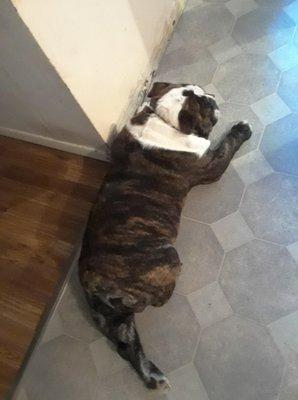 Klassy Kut Dog Grooming