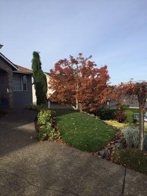 Beautiful Landscape pruning