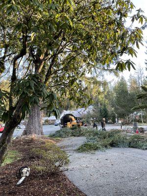 Cedar Falls Tree Svc