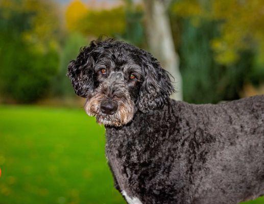 Mesa Grande Animal Clinic