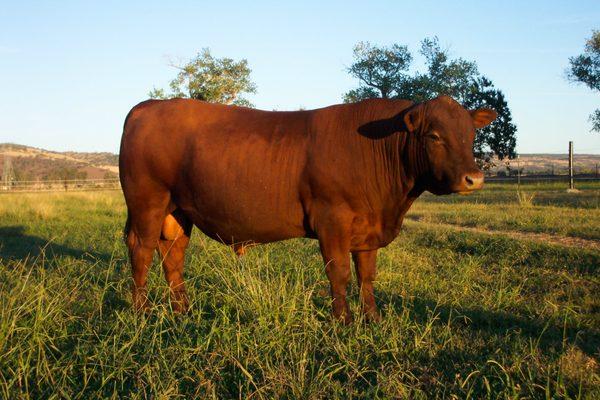 Pacific International Genetics