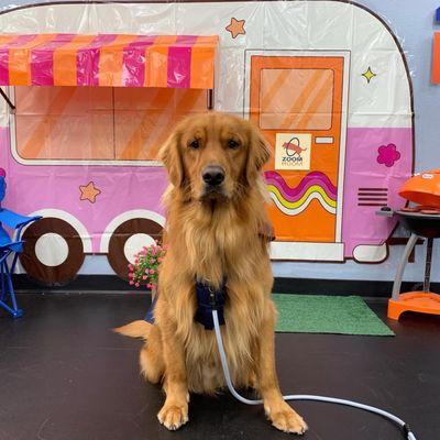 Zoom Room Dog Training