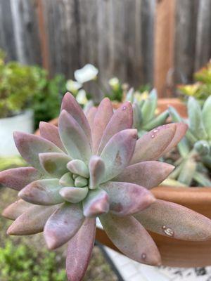 And, They Love Succulent plants!!