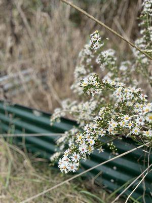 Verdant Hollow Farms