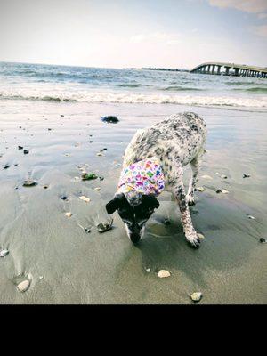Longport Dog Beach