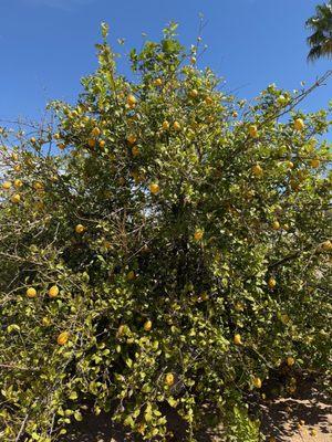 Cotton Lane Citrus U-Pick
