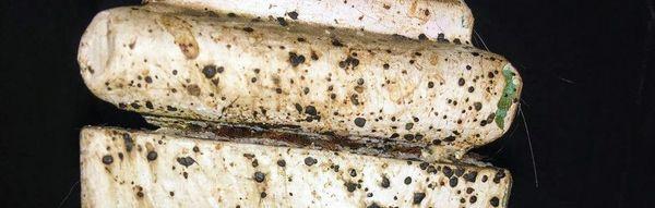 Jacob Termite & Pest Control