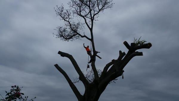 Brian's Quality Tree Care