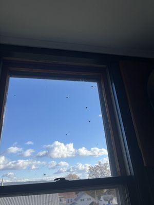 Flies on Lookout window