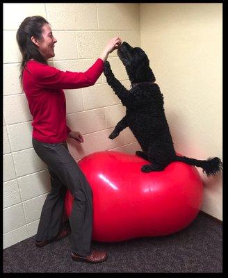 All Pets Health and Rehab