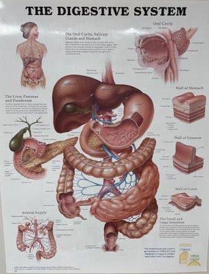 Peter H Broekelschen, MD