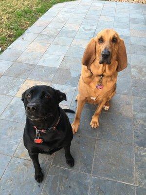Spoiled to "DA" Bone Pet Sitting LLC