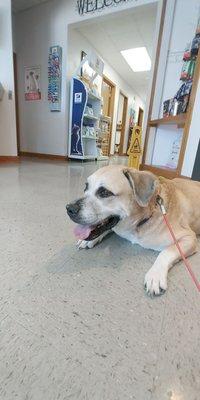 Loop 410 Veterinary Hospital