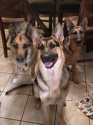 Chrissy The Critter Sitter