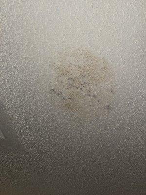 Mold spores on ceiling