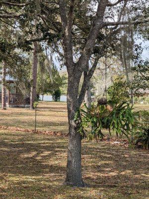 Goss Tree & Stump Removal