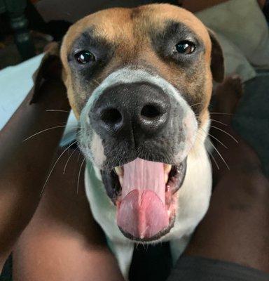 Langford David M Dr Vet