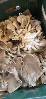 Siena Farms South End