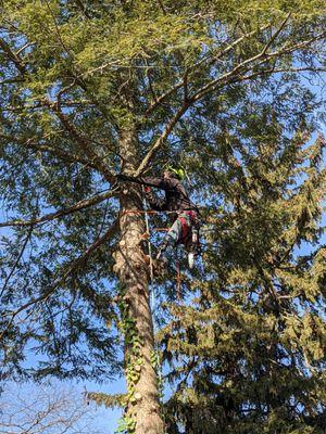 Deputy Tree & Property Services