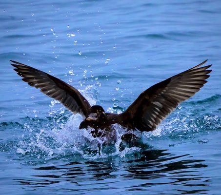 Female Surf Scoter coming in for a splash landing off the pier - ten out of ten!! LOL!!