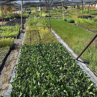 Sky Park Growers Nursery