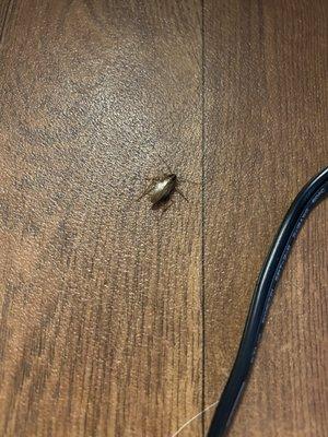 Roach Oslo Apartments