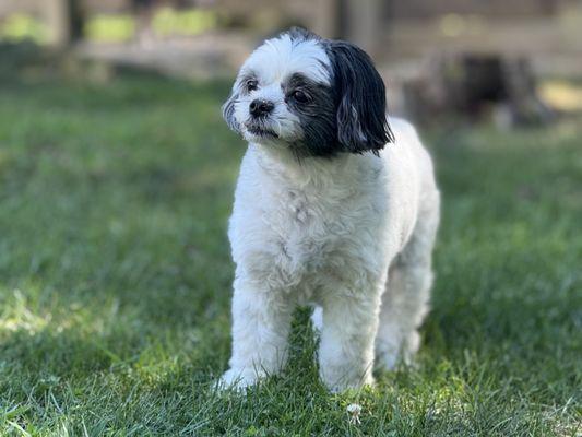 Introducing BFF Penny!
This pretty little Penny is such a cutie!!!!