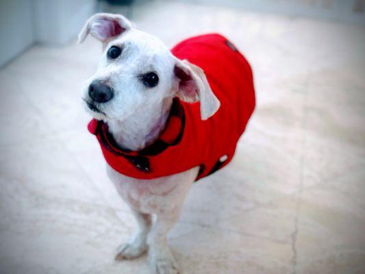 Buddy looking so handsome after his grooming