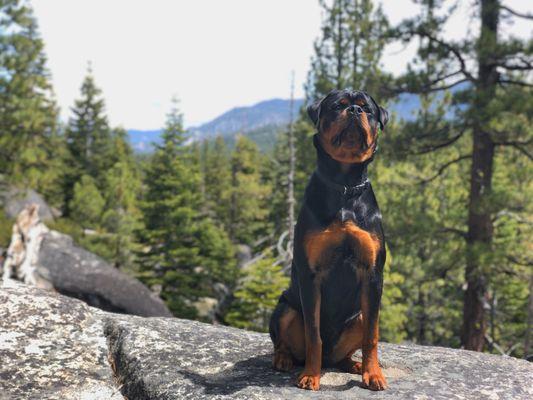 Sampson, our 9 month old Rott showing off his training. Thanks David!