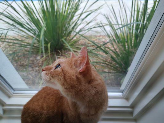 Capital Veterinary Specialists