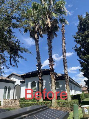 Tree Care Solutions MTZ