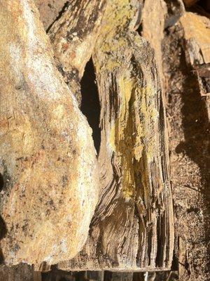 Green Mountain Tree Experts Inc Shop