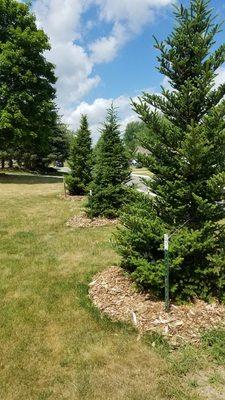 American Tree Movers Etc