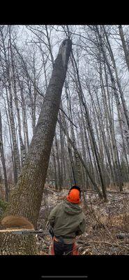 Far North Tree Services