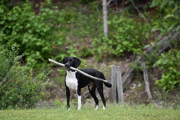 Peace Of Mind Pet Care