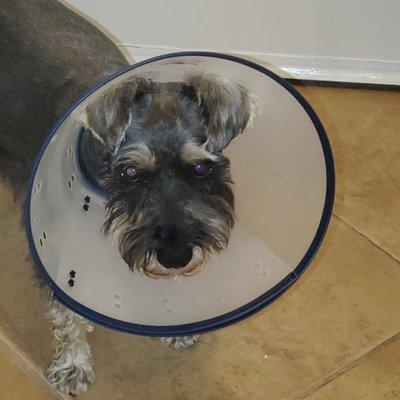 Our dog Rex with a cone