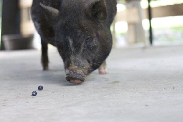 No Worries Pet and Farm Sitting