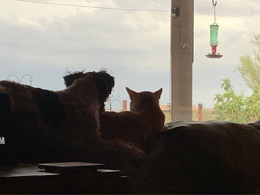 Wickenburg Veterinary Clinic