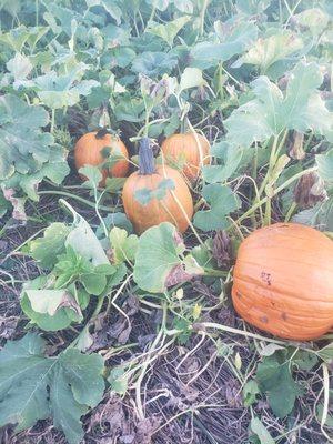 Stop by and see whats in season at Smysers