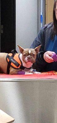 Rozie at Wenatchee Animal Hospital