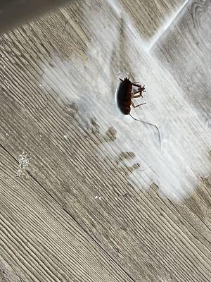 Here's one of my tenants in my home that I had to kill due to the lack of them treating my home