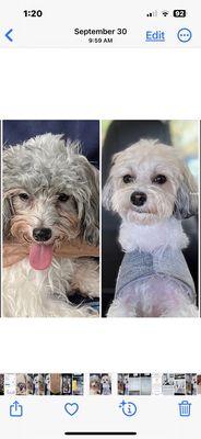 I purchased this dog , the dog was 8 months old with an overbite. As you can see it's a before and after picture.