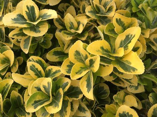Golden Euonymus for sale