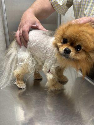 Look at what Bubbly paws did to my puppy!! Little Masha was brought in for a trim and they decided to shave her because they thought her und