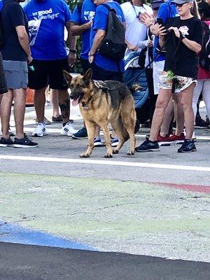 Walk for the Animals 2022