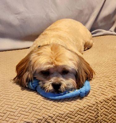 Woof Gang Bakery & Grooming