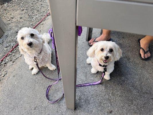 Birdhaus Beer Garden