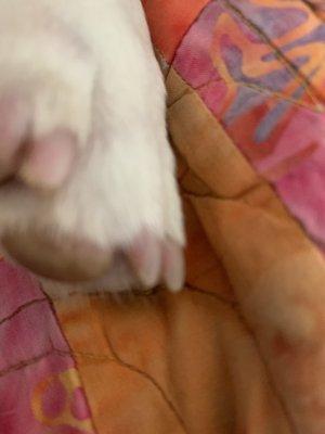 Best Friends Boarding Kennel